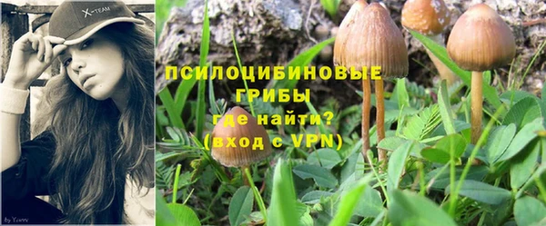 стафф Алзамай
